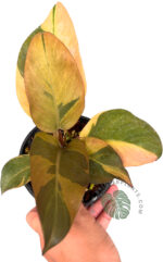 5 Plants Philodendron Black Cadinal variegated size M - Image 4