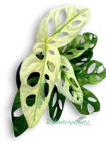 Monstera adansonii giant mint variegated Size L