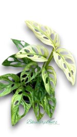 Monstera adansonii giant mint variegated Size L - Image 3