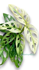 Monstera adansonii giant mint variegated Size L - Image 2