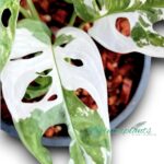 Monstera Adansonii Albo Variegated