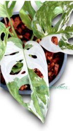 Monstera Adansonii Albo Variegated with striking white fenestrated leaves