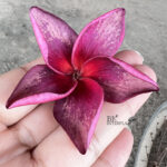 Plumeria Lucie Purple