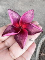 Plumeria Lucie Purple