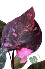Philodendron Pink Princess Galaxy Variegated Size L - Image 2