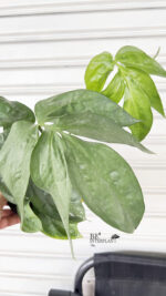 Amydrium Silver - Image 2