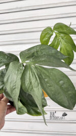 Amydrium Silver - Image 3