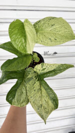 Amydrium medium variegated - Image 2