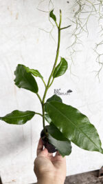 Hoya Imperialis Palawan - Image 2