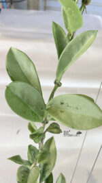 Hoya AH 074 Silver Leaf - Image 3