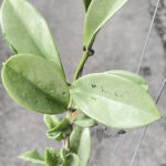 Hoya AH 074 Silver Leaf