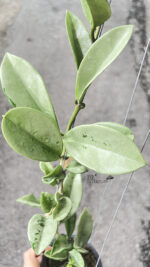 Hoya AH 074 Silver Leaf