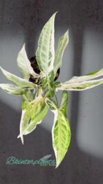 Syngonium Starlite - Image 2