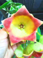 Hoya Lauterbachii Big Flower