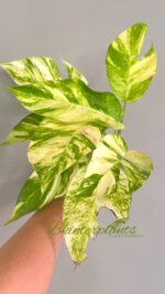 5 Plants Epipremnum Golden Flame Variegated - Image 2