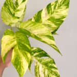 Epipremnum Golden Flame Variegated