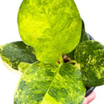 Aglaonema Khanmark Variegated