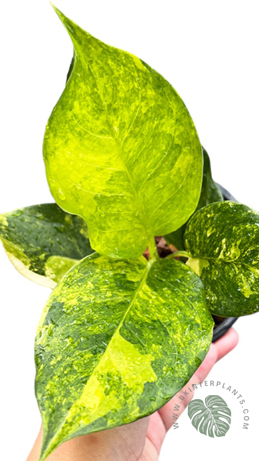 ckimg_4319c-photoroom.jpg Aglaonema Khanmark Variegated - Image 1