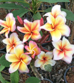 Plumeria Maeya