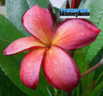 Plumeria " Copper "