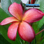 Plumeria " Copper "