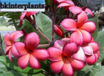 Plumeria " Copper " - Image 2