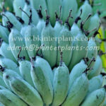 Musa Banana " Kluai Nam Wa Nuan "