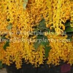 3 Corms " Orange Globba "