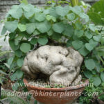 1 Bulb "Stephania Suberosa"