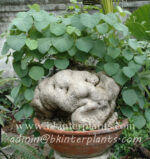 1 Bulb "Stephania Suberosa"