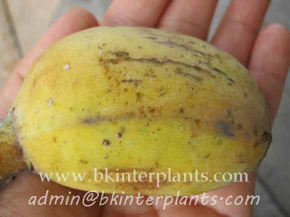 copy_2.jpg Musa " Kluai Lep Chang kut " - Image 1