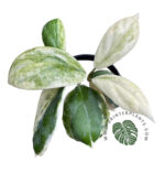 10 Plants Hoya Incrassata Albo Marginata - Image 2