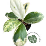 Hoya Incrassata Albo Marginata