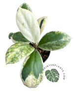 Hoya Incrassata Albo Marginata