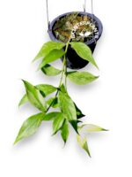 Hoya Polyneura - Image 5