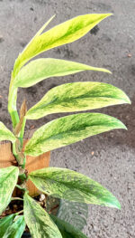 Rhaphidophora Elliptica Variegated