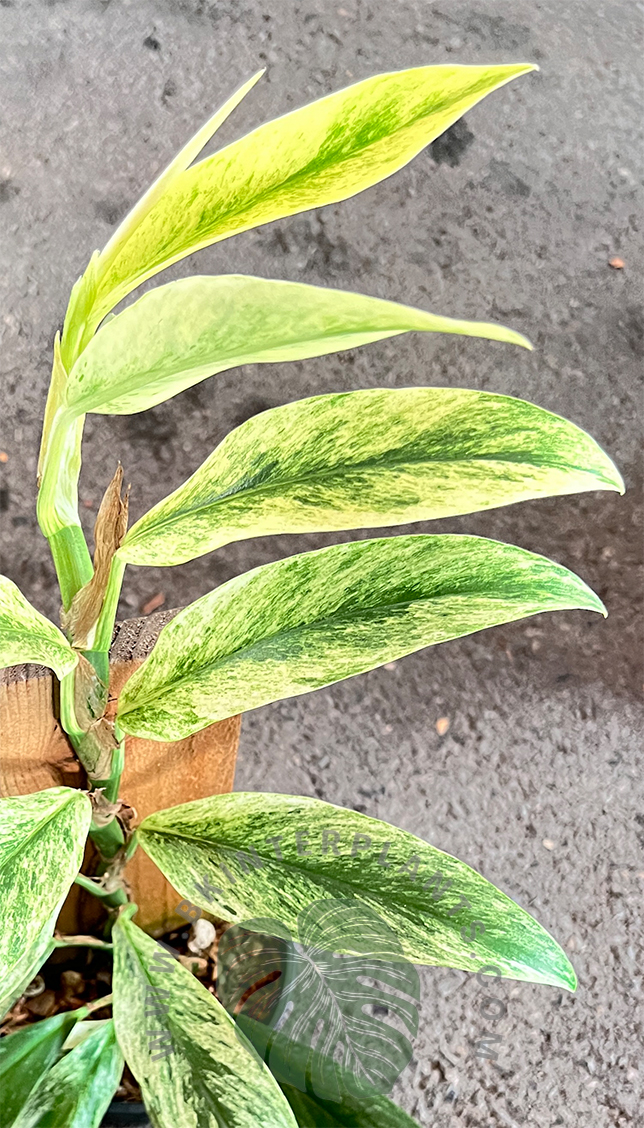 cuntitled-1.jpg Rhaphidophora Elliptica Variegated - Image 1