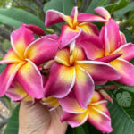 Plumeria Yala