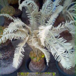20 Seeds " Cycas siamensis "