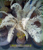 20 Seeds " Cycas siamensis "