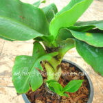 Musa Banana " Cavendish Super Dwarf  "