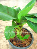 Musa Banana " Cavendish Super Dwarf  "