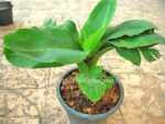 Musa Banana " Cavendish Super Dwarf  " - Image 2