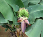 Musa Banana " Cavendish Super Dwarf  " - Image 4