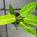 Philodendron Calkins Gold