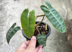 Philodendron Billietiae Orange Stalk Size S - Image 2