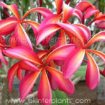 Plumeria " Diamond Rainbow "