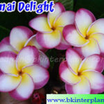 Plumeria " Danai Delight "
