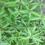 100 Seeds " Dancing Tree "