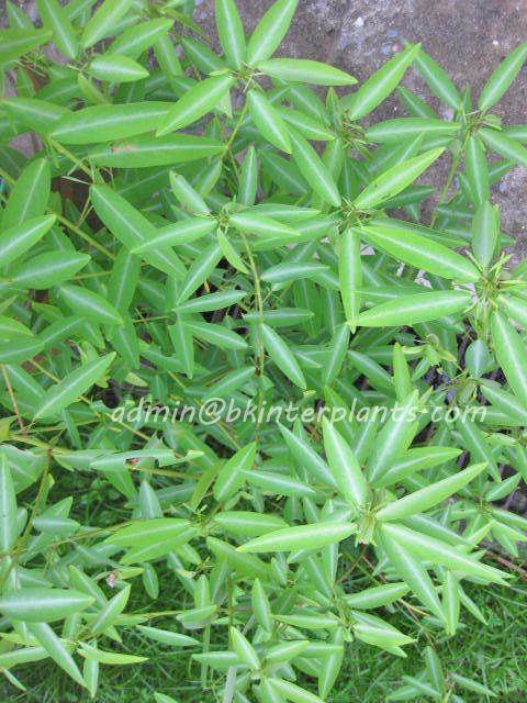 dancing_tree_1.jpg 500 Seeds " Dancing Tree " - Image 1